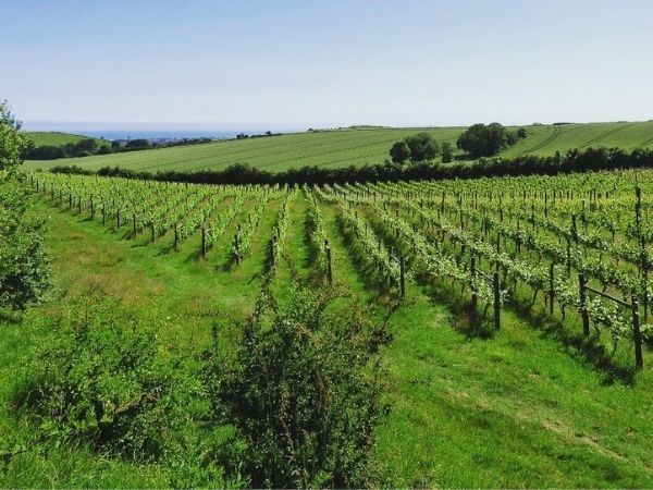 Terlingham Vineyards